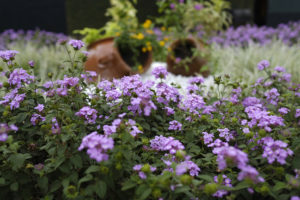 _AAA0855 - copia - copia